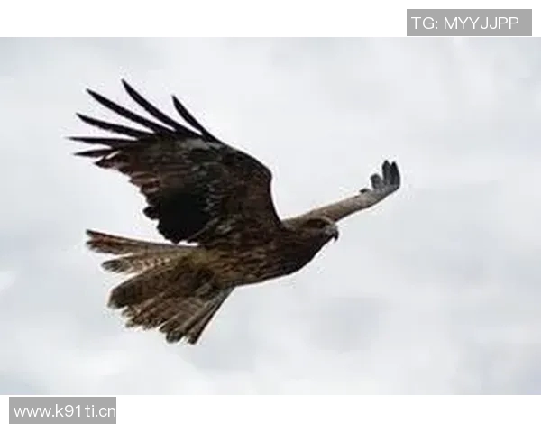《雄鹰翱翔天际探秘:揭秘老鹰的生存智慧与飞行技巧》 《雄鹰翱翔天际探秘:揭秘老鹰的生存智慧与飞行技巧》